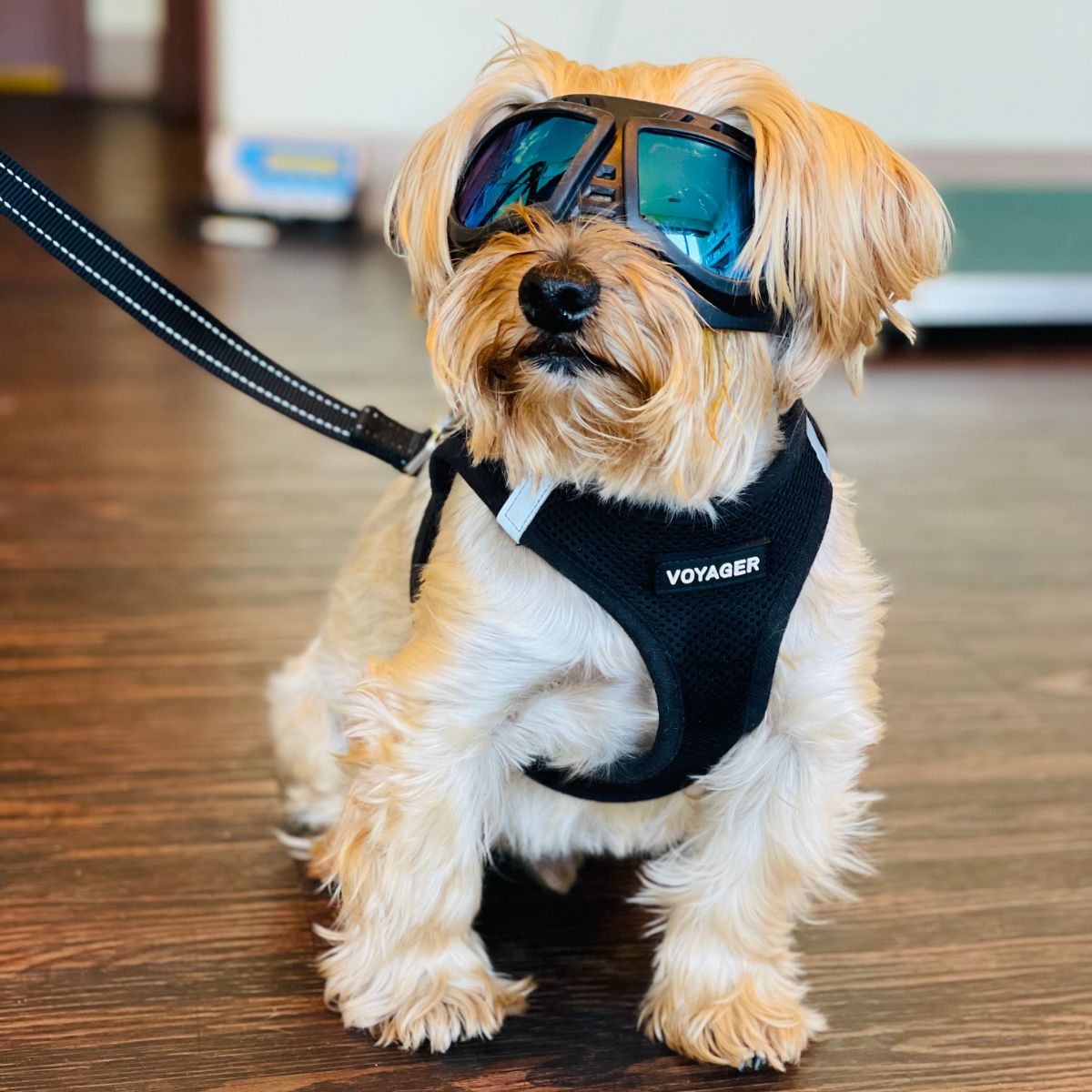 a dog wearing goggles and harness