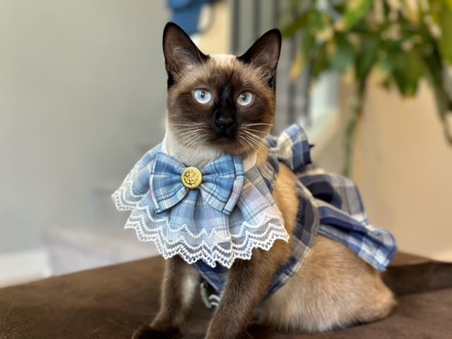 cat wearing a dress