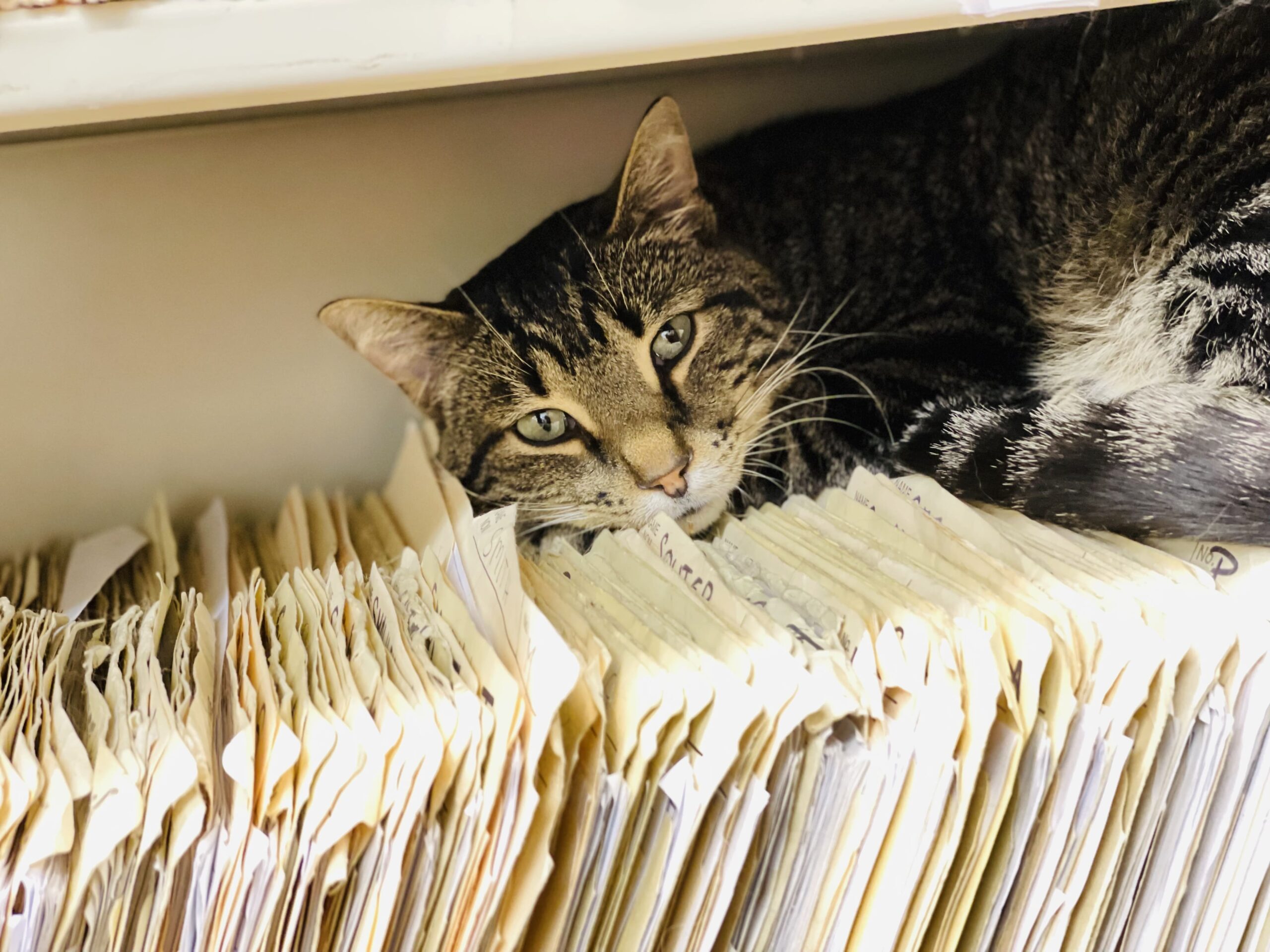 a cat lying on top of files