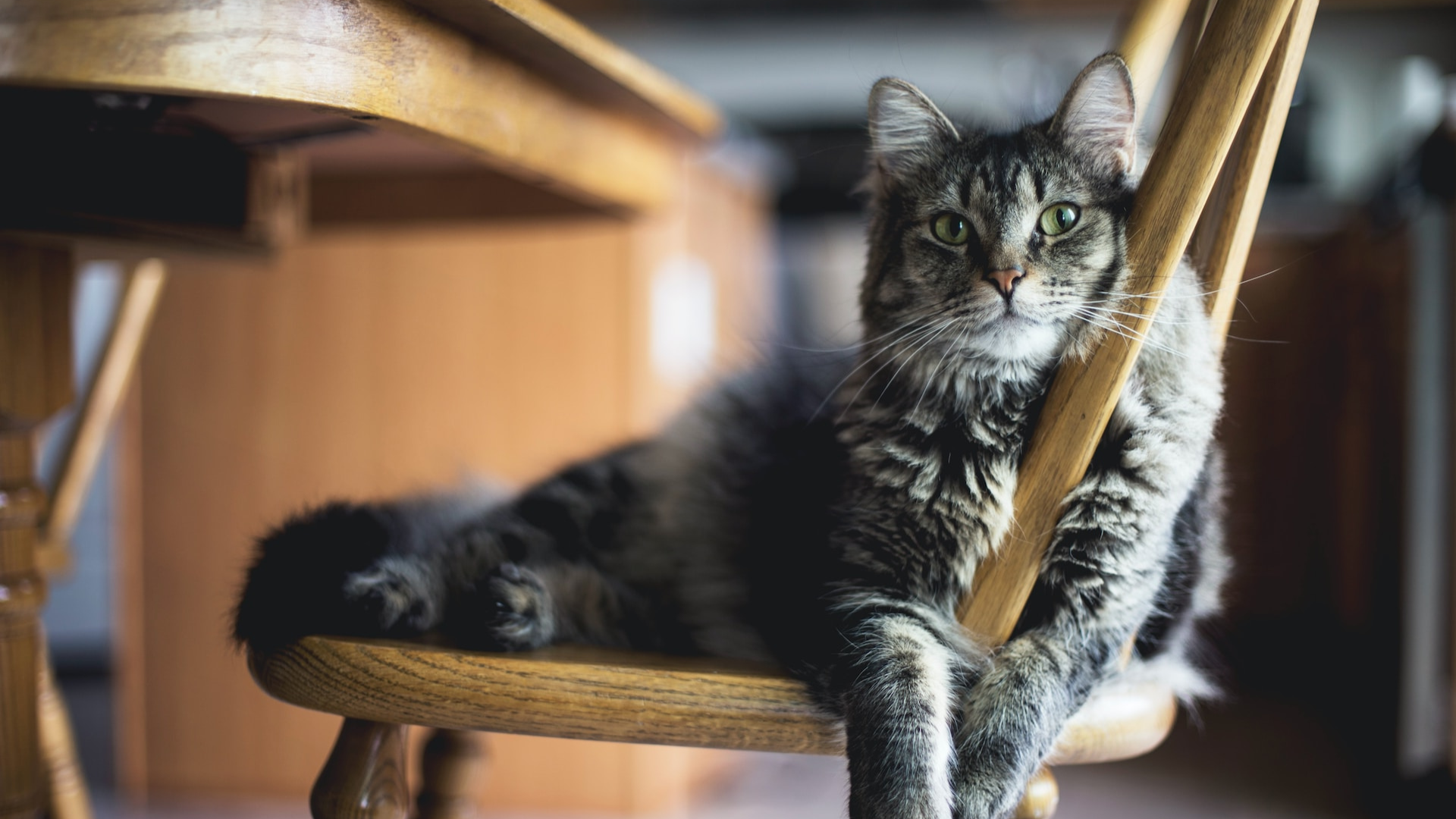 Alpine Pet Hospital Tour Vet Clinic In Kelowna, BC V1X 7H1