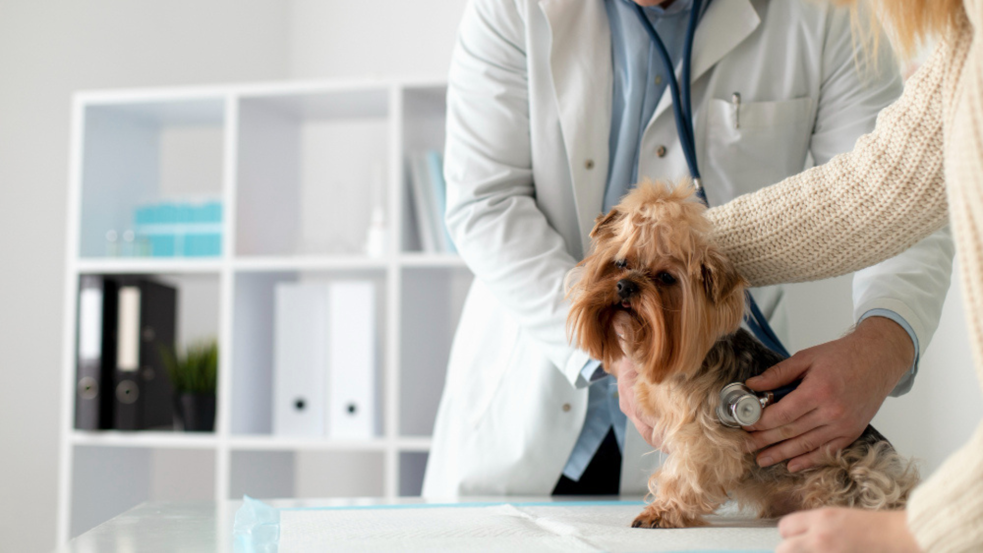 Kelowna BC Veterinary Services | Alpine Pet Hospital Kelowna