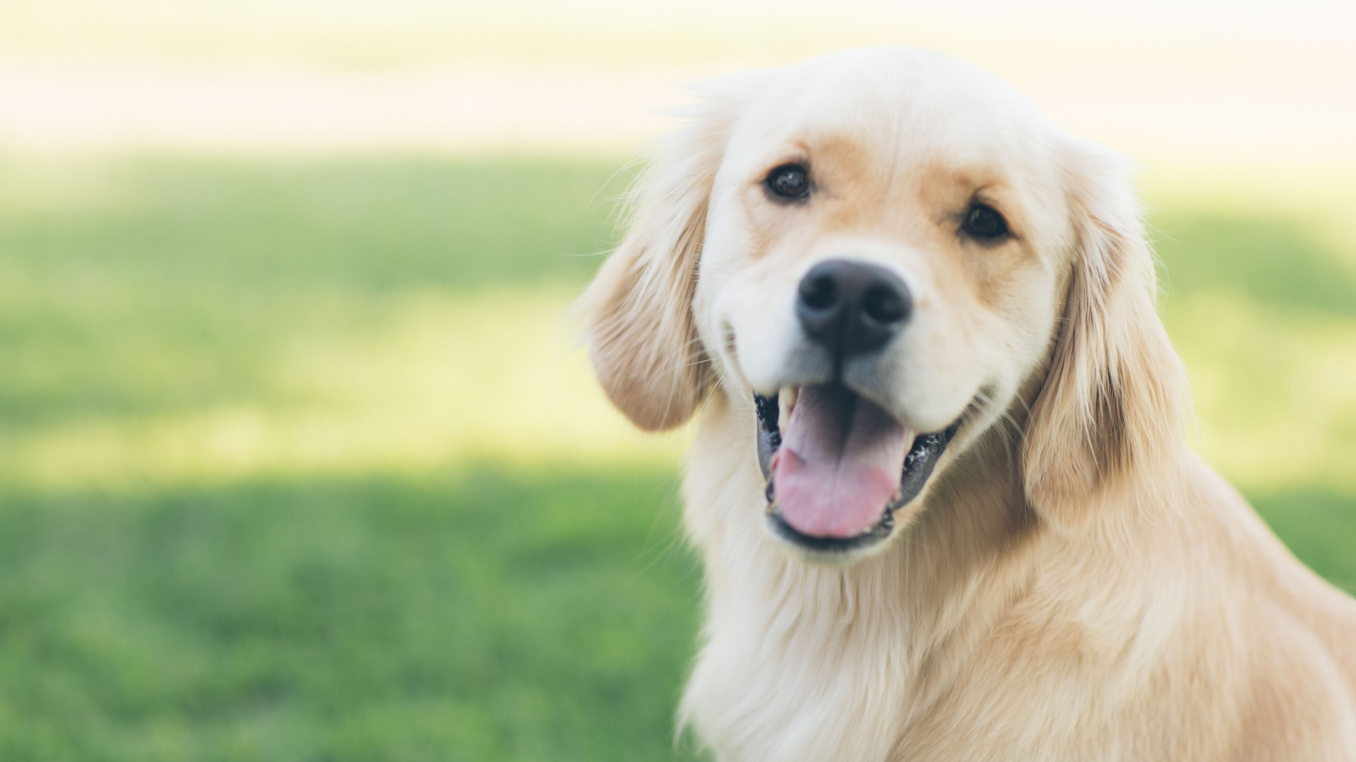 Payment Options For Vet Care | Alpine Pet Hospital Kelowna